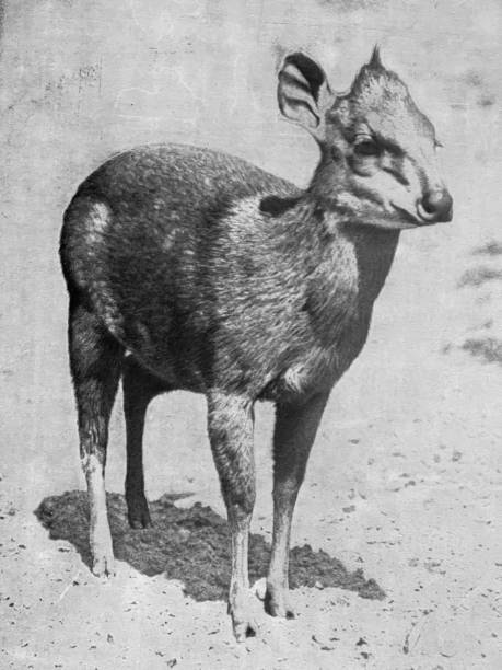 istock Berlin zoo - Black-backed crested antelope 1364591616