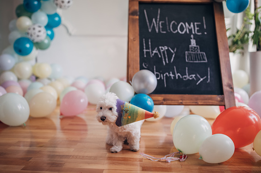 Little maltese puppy surrounded with balloons on the floor