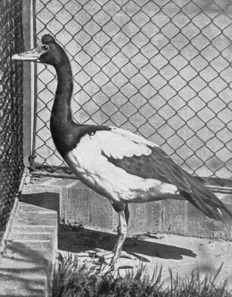 istock Berlin zoo - fissured goose 1364591736