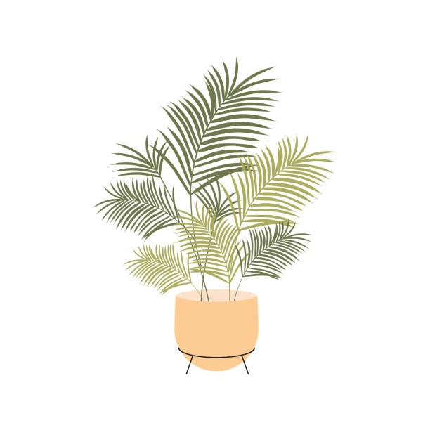 illustrazioni stock, clip art, cartoni animati e icone di tendenza di illustrazione vettoriale pianta d'appartamento areca palm - arema