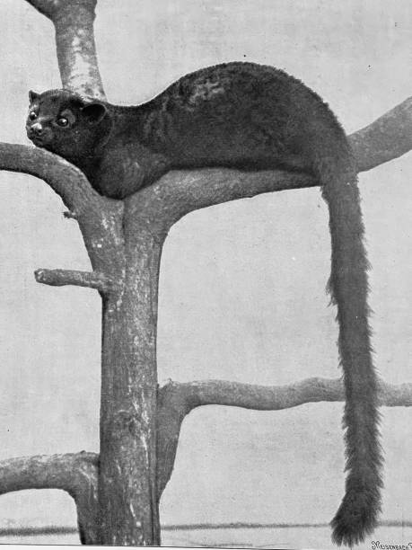 Photography from 1899