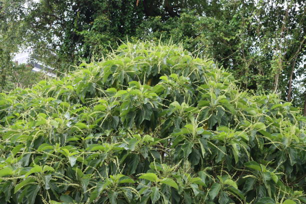 istock Lush Beautiful Green Leaves 1364592137