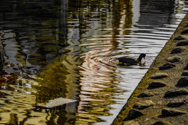 Duck to swim the waterside (Shinagawa). Shooting Location: Tokyo metropolitan area
