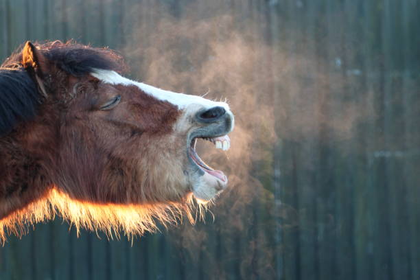 cheval en train de rire par une matinée froide - horse animal head laughing animal photos et images de collection