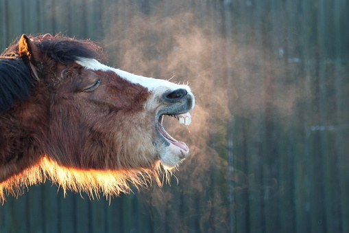 Horse having a laugh on a cold morning with visible breath