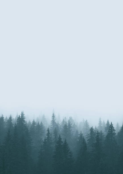 misty landscape with fir forest in retro style - fog tree purple winter imagens e fotografias de stock