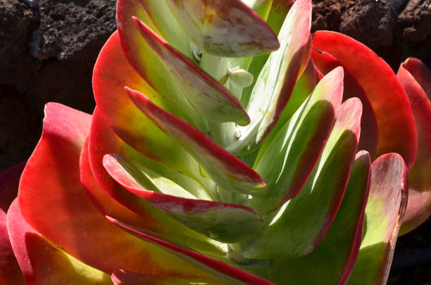 kalanchoe luciae ou la plante paddle succulente tropicale en gros plan. fond floral. - kalanchoe photos et images de collection