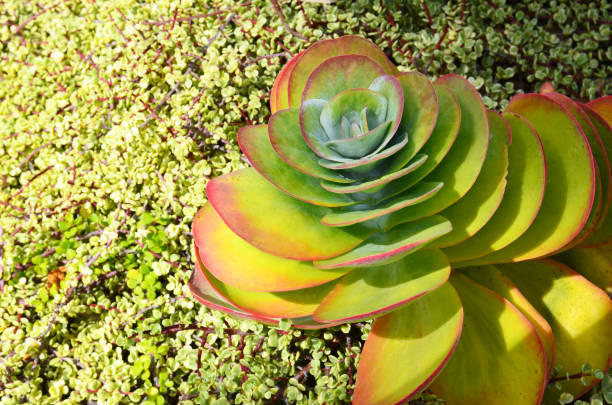 kalanchoe luciae ou la plante de pagaie et portulacaria afra plantes succulentes tropicales dans le parc de tenerife, îles canaries. fond floral. - kalanchoe photos et images de collection