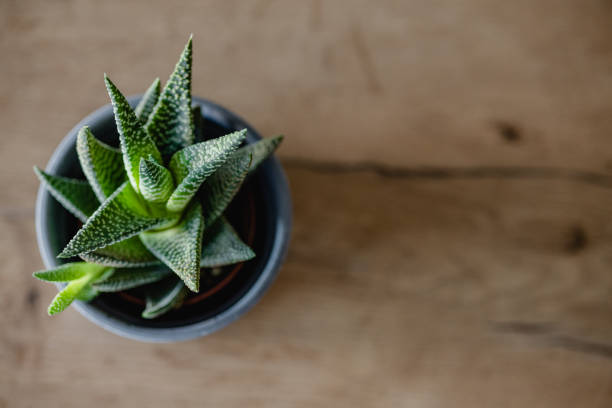 Top view female hands with green manicure holding aloe houseplant growing in pot on white table.