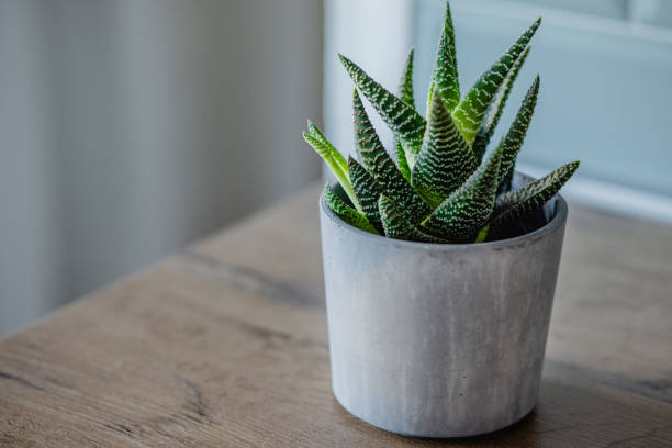 Potted plant indoors