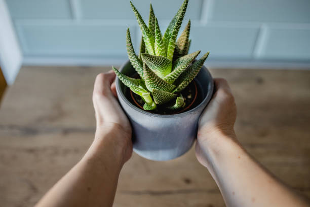 istock Woman's hands holding potted plant 1364597495