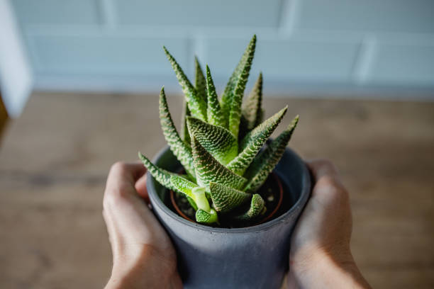 istock Woman's hands holding potted plant 1364597504