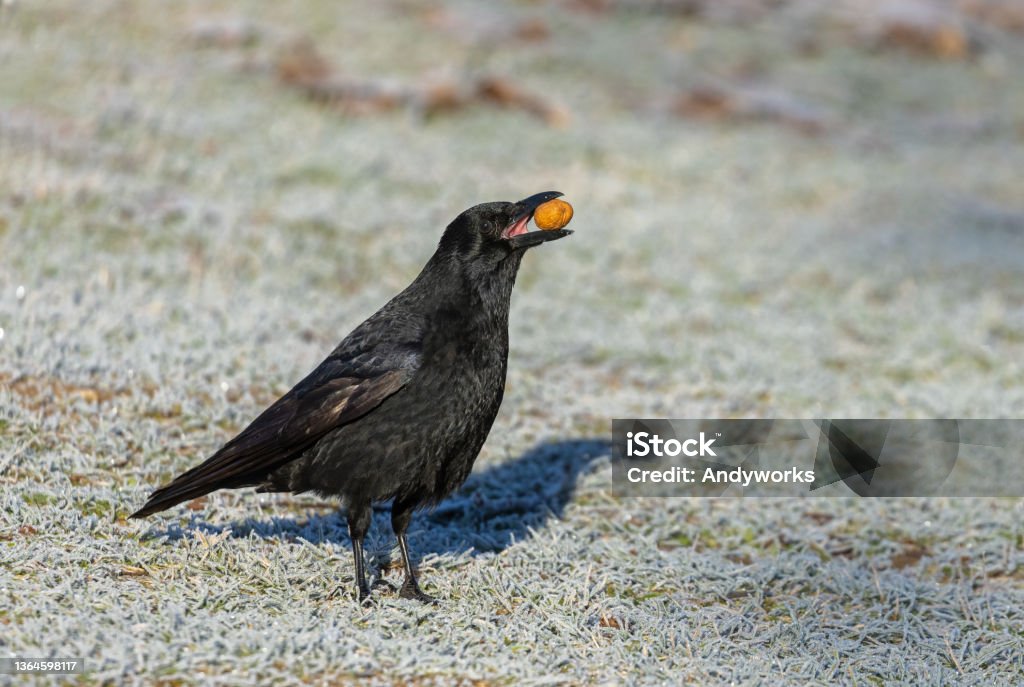 Carrion crow Carrion crow (Corvus corone) with a walnut, standing on a meadow, covered with hoarfrost. Raven - Bird Stock Photo