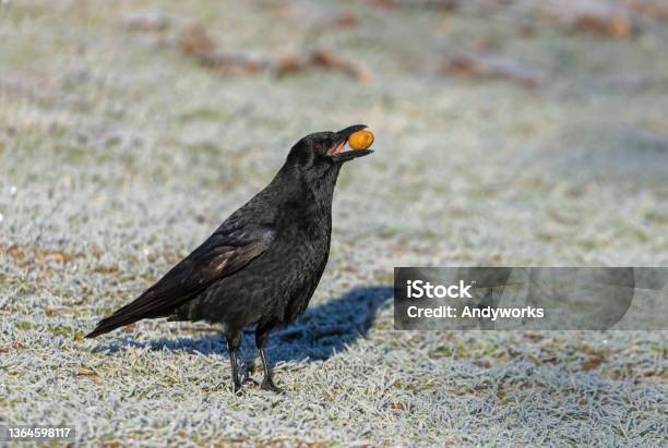 Carrion Crow Stock Photo - Download Image Now - Raven - Bird, Crow - Bird, Alertness