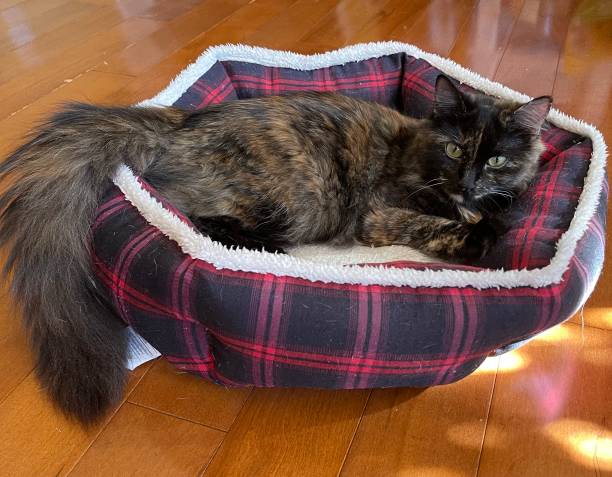 istock Maine Coon Tortoiseshell in Red Plaid Cat Bed 1364598921