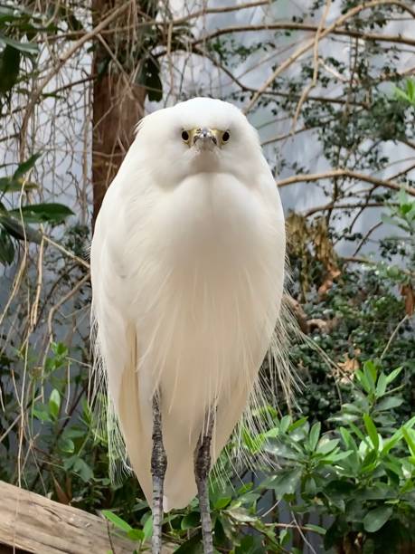 fotogeniczna czapla śnieżna - white heron zdjęcia i obrazy z banku zdjęć