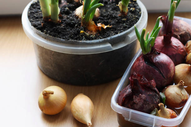 istock On the windowsill there are containers in which onions grow. 1364599678