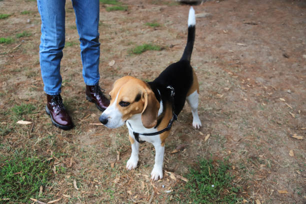 istock Walking the dog in the park 1364600384