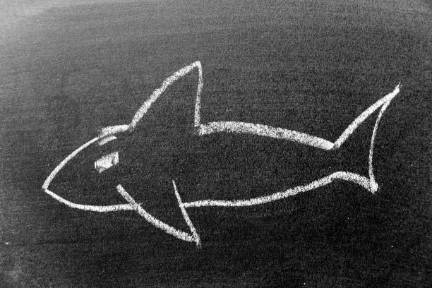 istock White color chalk hand drawing in shark or orca (killer whale) shape on black board background 1364600401