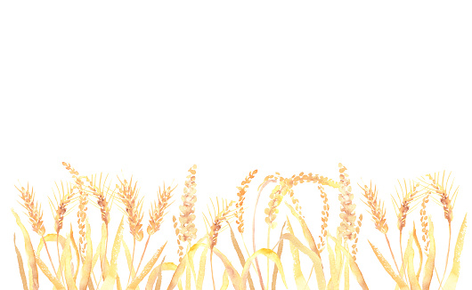 Illustration of wheat field drawn in watercolor