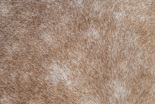 Brown horse fur texture closeup. Close up beige equine hair pattern. Natural animal skin macro print, selective focus