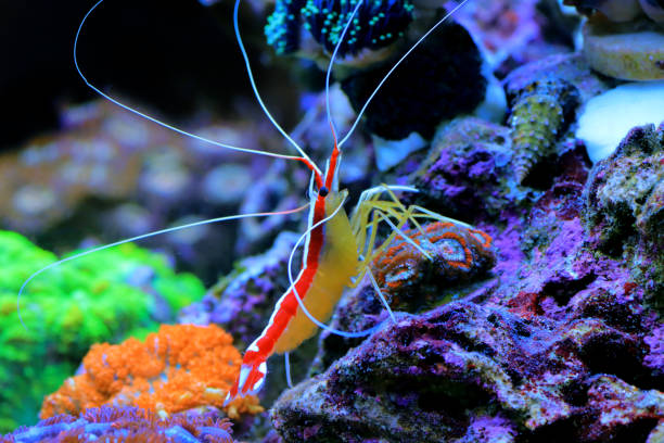 red-skunk-cleaner-shrimp-