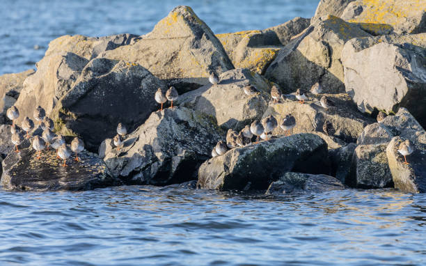 High Tide Roost on rock boulders A High Tide mixed wader roost of Redshanks, Purple Sandpipers and Ruddy Turnstones resting on large rock boulders waiting for the tide to turn. Saltcoats, Scotland ruddy turnstone stock pictures, royalty-free photos & images