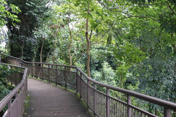 istock Tropical Park Broad Walk Trail, in the Woods, 1 1364604165