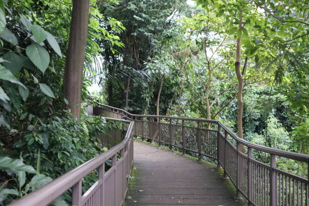istock Tropical Park Broad Walk Trail, in the Woods, 2 1364604168