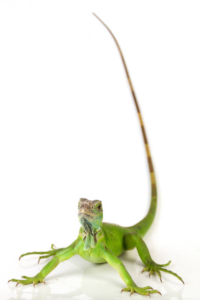 Iguana with a mexican hat and scarf, Selective focus, isolated on white