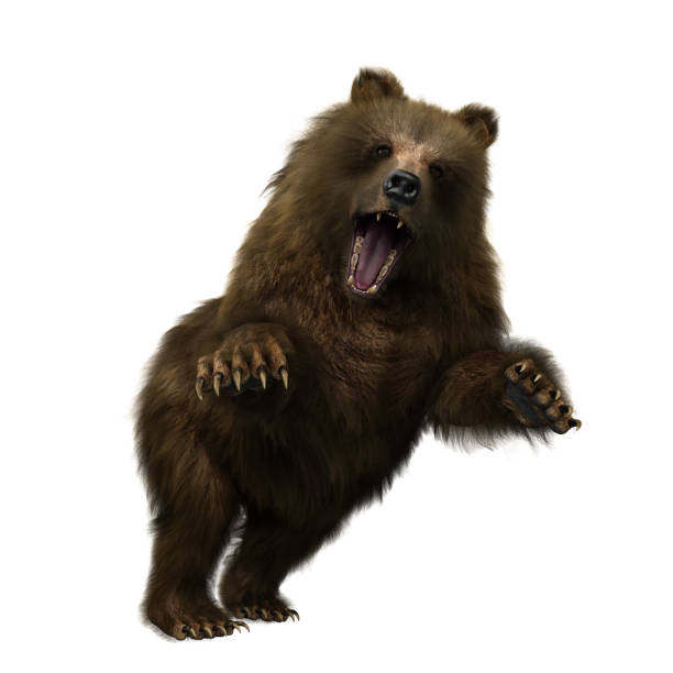 istock 3D illustration of a brown bear in attacking pose isolated on white. 1364605507