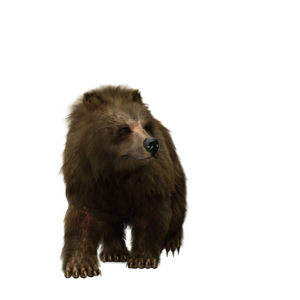 istock 3D illustration of a brown bear walking isolated on white. 1364605562