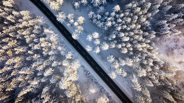 istock Road through the wintery forest 1364605572