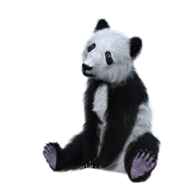 istock 3D rendering of a giant panda cub sitting and facing left isolated on white. 1364605622