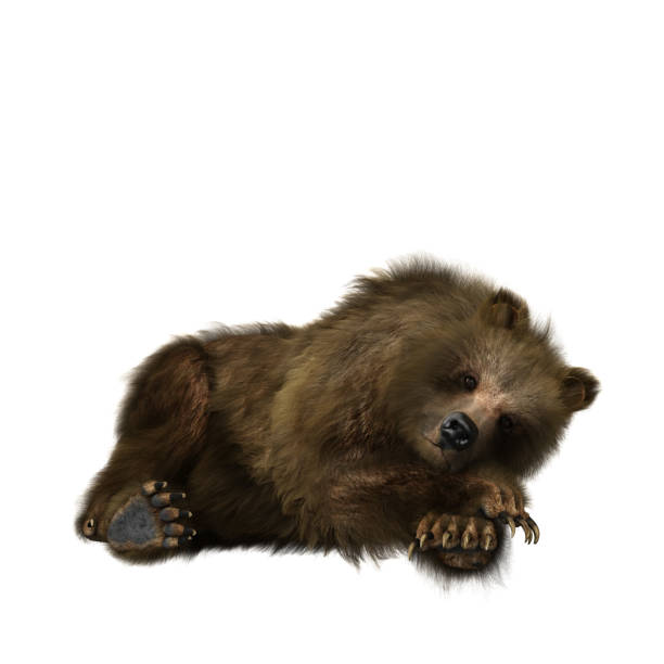 istock 3D illustration of a brown bear relaxing isolated on white. 1364605643