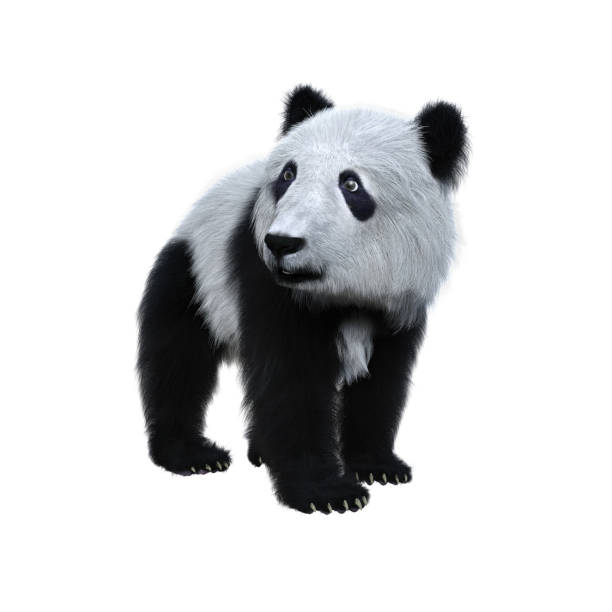 istock 3D rendering of a giant panda cub standing and looking away isolated on white. 1364605645