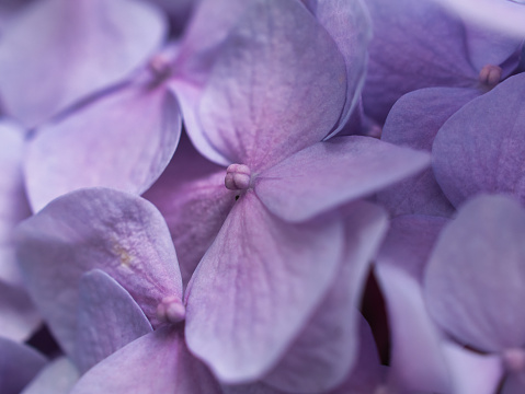 Hydrangea macrophylla is a species of flowering plant in the family Hydrangeaceae. Common names include bigleaf hydrangea, French hydrangea, lacecap hydrangea, mophead hydrangea, penny mac and hortensia. It is widely cultivated in many parts of the world in many climates.