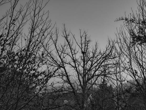 istock Bare deciduous trees in winter. Black and white photo. 1364605792