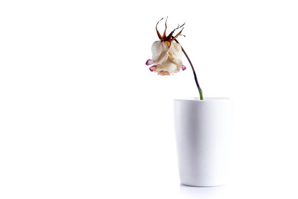 one dry rose in white glass vase isolated on white background with copy space