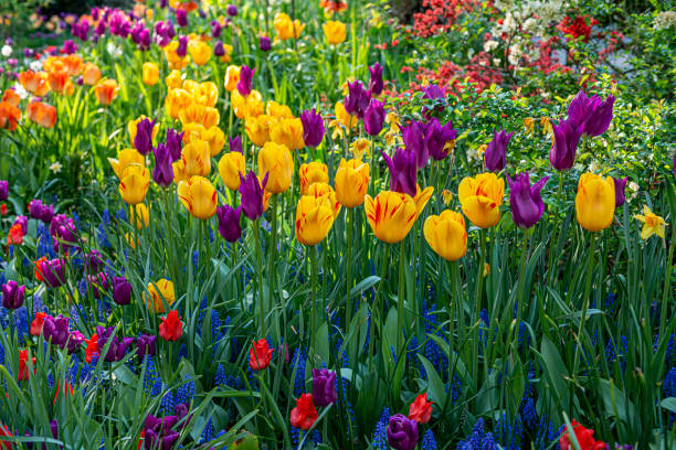 Tulips in Central Park, New Yrk City