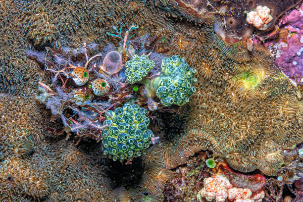 istock tunicate is a marine invertebrate animal, 1364607012