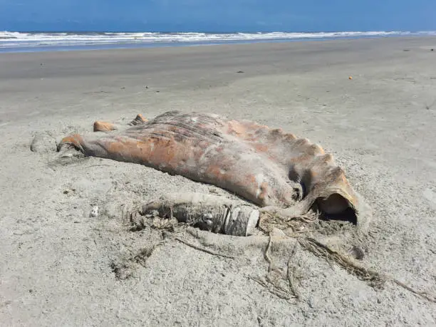Whale carcass in an advanced state of decomposition thrown on the beach by the tide