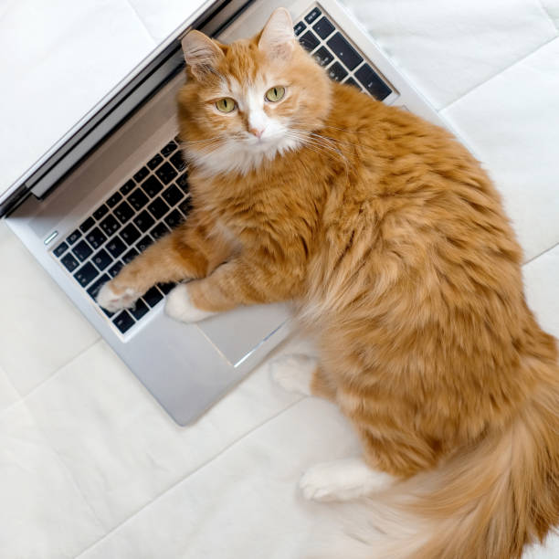 istock Cat lying on laptop on the white bed, freelance concept, square photo 1364608007