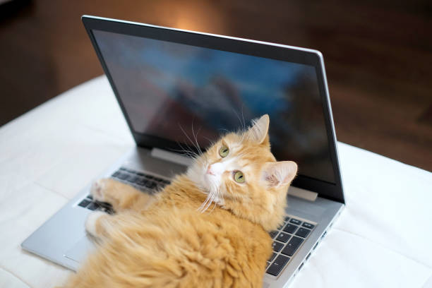 istock Cat lying on laptop on the white bed at home, freelance concept 1364608019