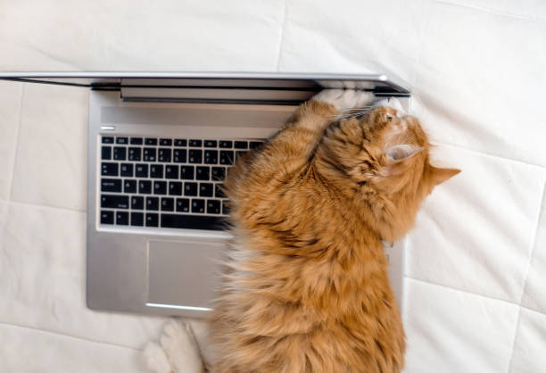 istock Cat lying on laptop on the white bed, freelance concept, top view 1364608040