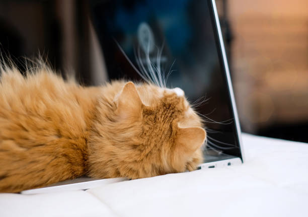 istock Cat lying on laptop at home interior, distance work concept 1364608054