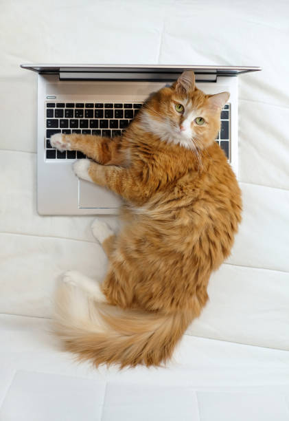 katze liegt auf laptop auf weißem bett, freiberufliches konzept, vertikales foto - katze arbeit stock-fotos und bilder
