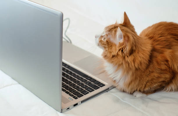 istock Ginger cat sitting and looking at laptop on the sofa 1364608084