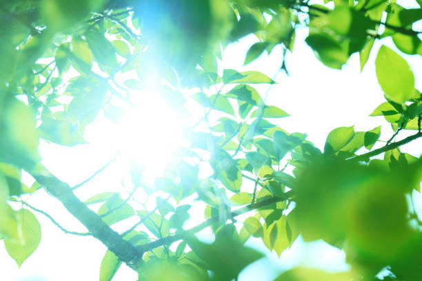 istock Sunlight shining through the leaves of the trees. 1364608221