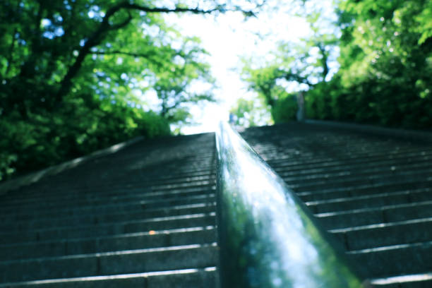 A staircase in the forest with sunlight shining through the trees